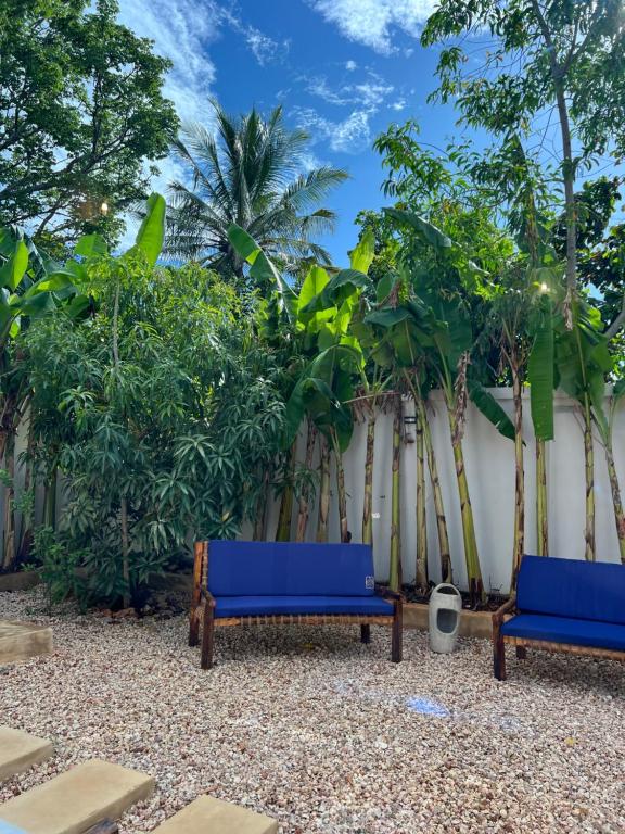 Blue chairs against the garden fence beneath palms